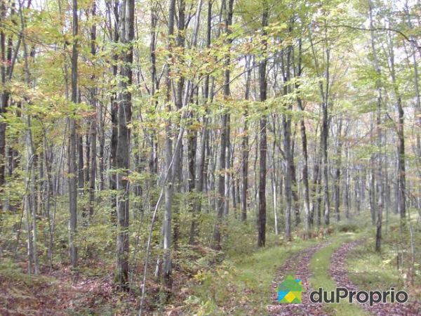 Bois Cerisier A Vendre : boise-terre-a-bois-a-vendre-ste-gertrude-quebec-province-large-297765 Bois Cerisier A Vendre : boise-terre-a-bois-a-vendre-ste-gertrude-quebec-province-large-297765