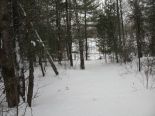 Terrain