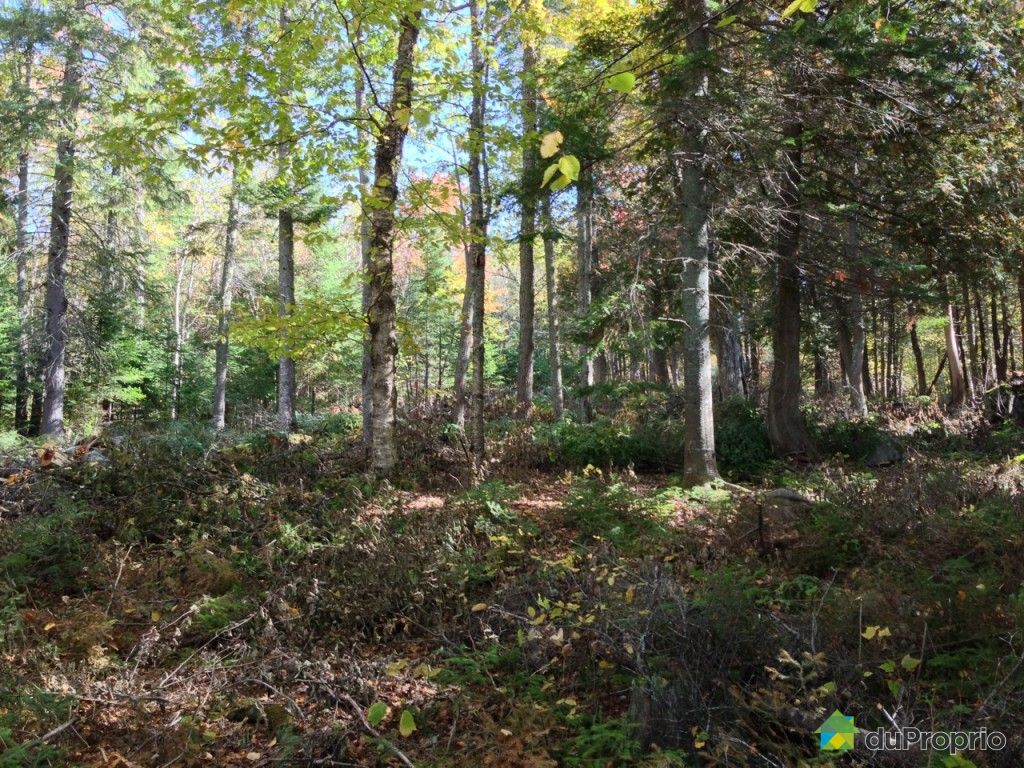 Terrain résidentiel vendu FermeNeuve, immobilier Québec DuProprio