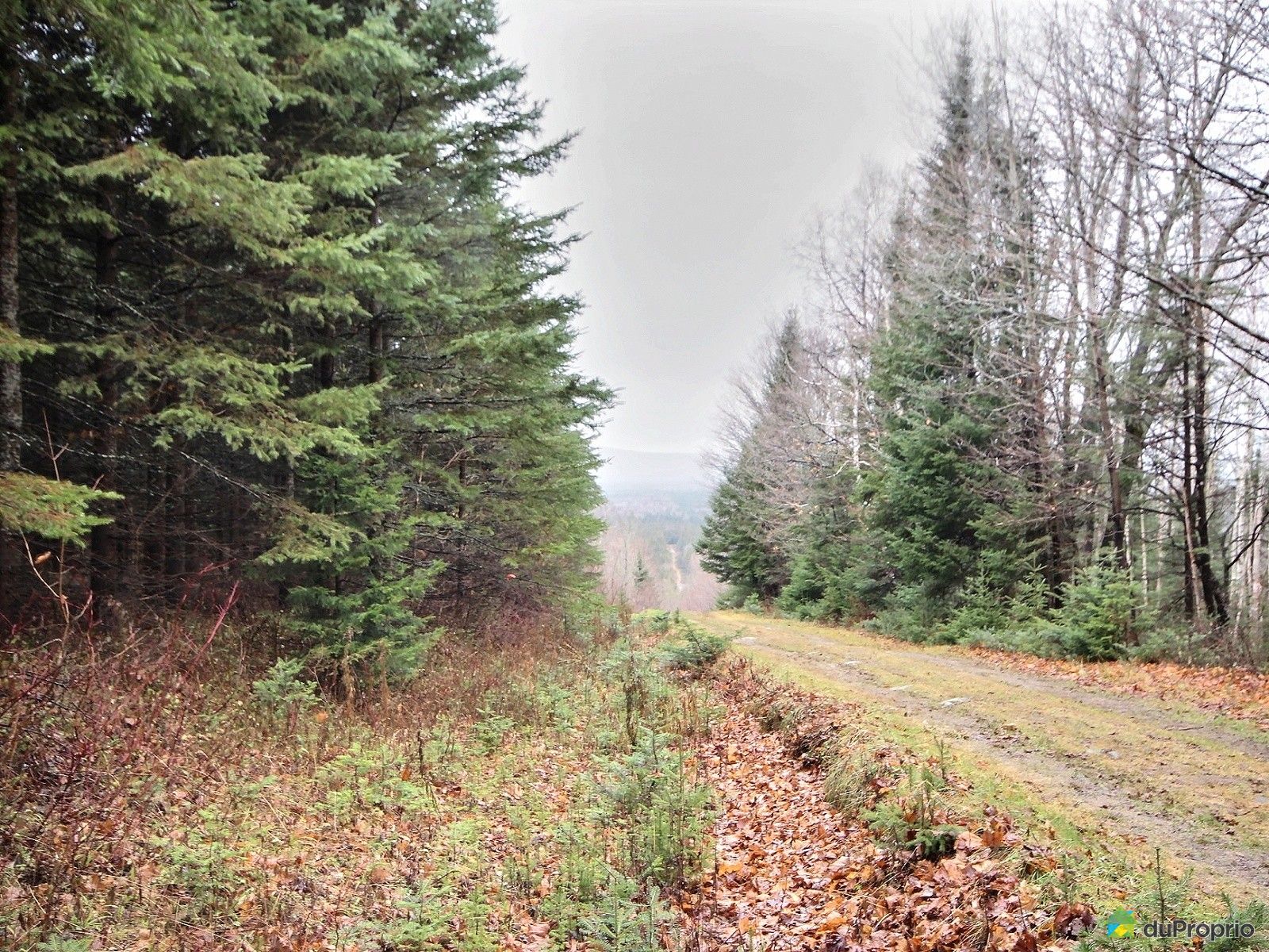 Terre à bois for sale in StMagloireDeBellechasse, 19 rang du Lac DuProprio 667255