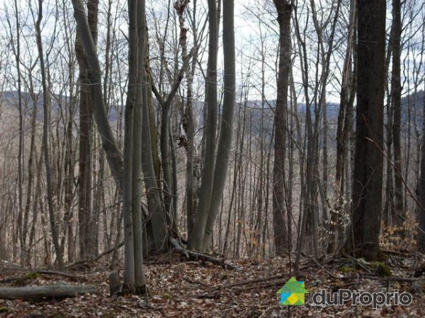 Terrain