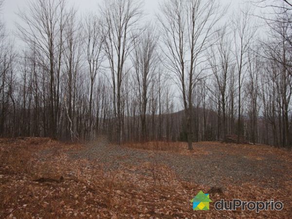 Terrain