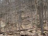 Terrain