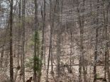 Terrain
