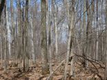 Terrain