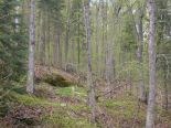 Terrain