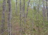 Terrain
