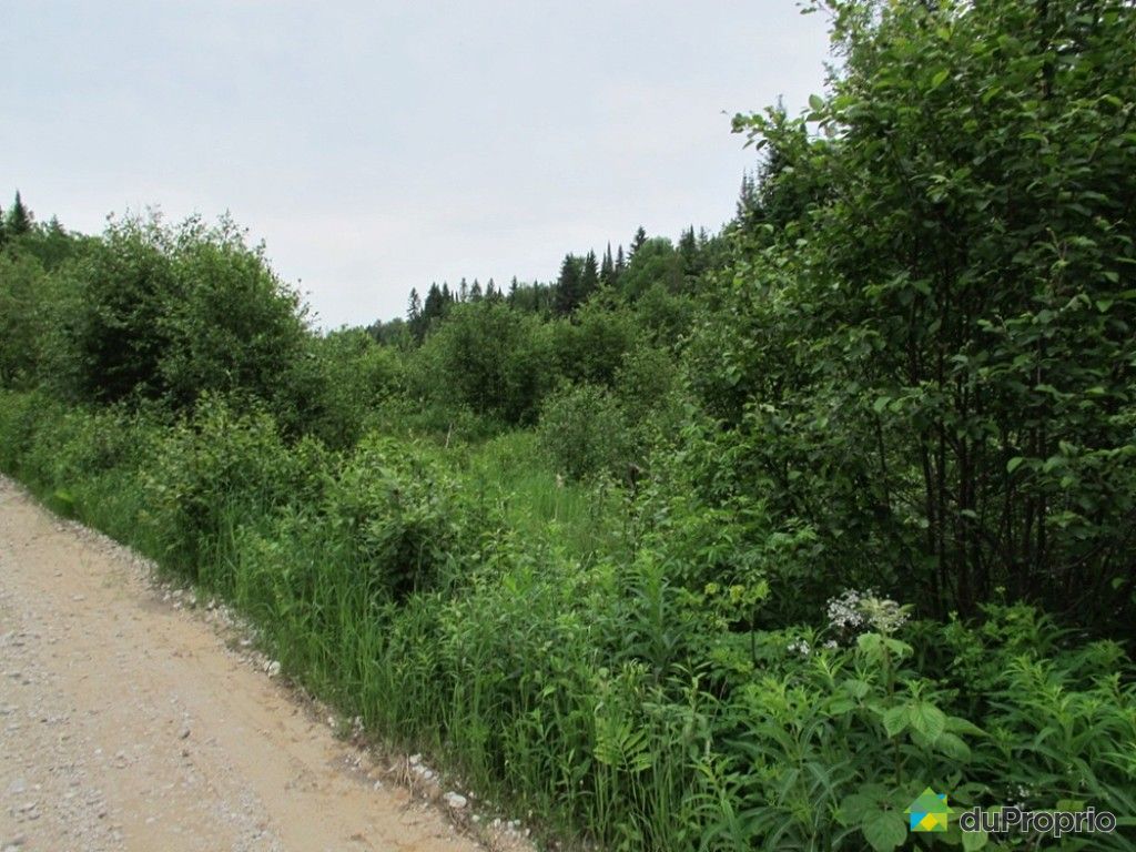 Terre à bois à vendre Kazabazua, du Ruisseau des Cerises, immobilier