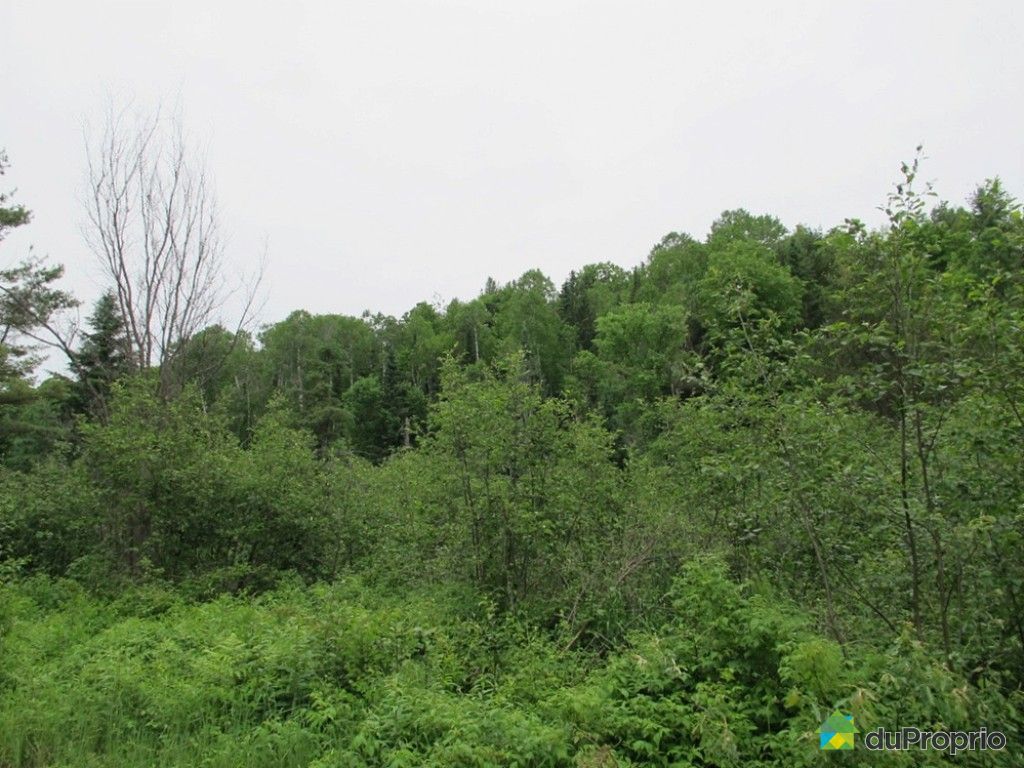 Terre à bois à vendre Kazabazua, du Ruisseau des Cerises, immobilier