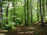 Terre à bois à St-Lucien, Centre-du-Québec Terre à bois à St-Lucien, Centre-du-Québec