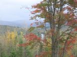 Wood Lot in St-Malachie, Chaudiere-Appalaches