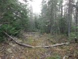 Wood Lot in Gaspe, Gaspesie-Iles-de-la-Madeleine
