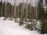 Wood lots in Gaspe, Gaspesie-Iles-de-la-Madeleine