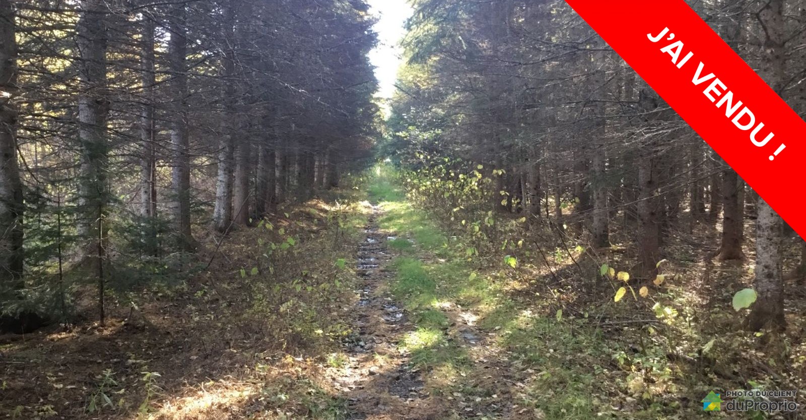terreaboisstelzeardetemiscouata160011695603vendu.jpg