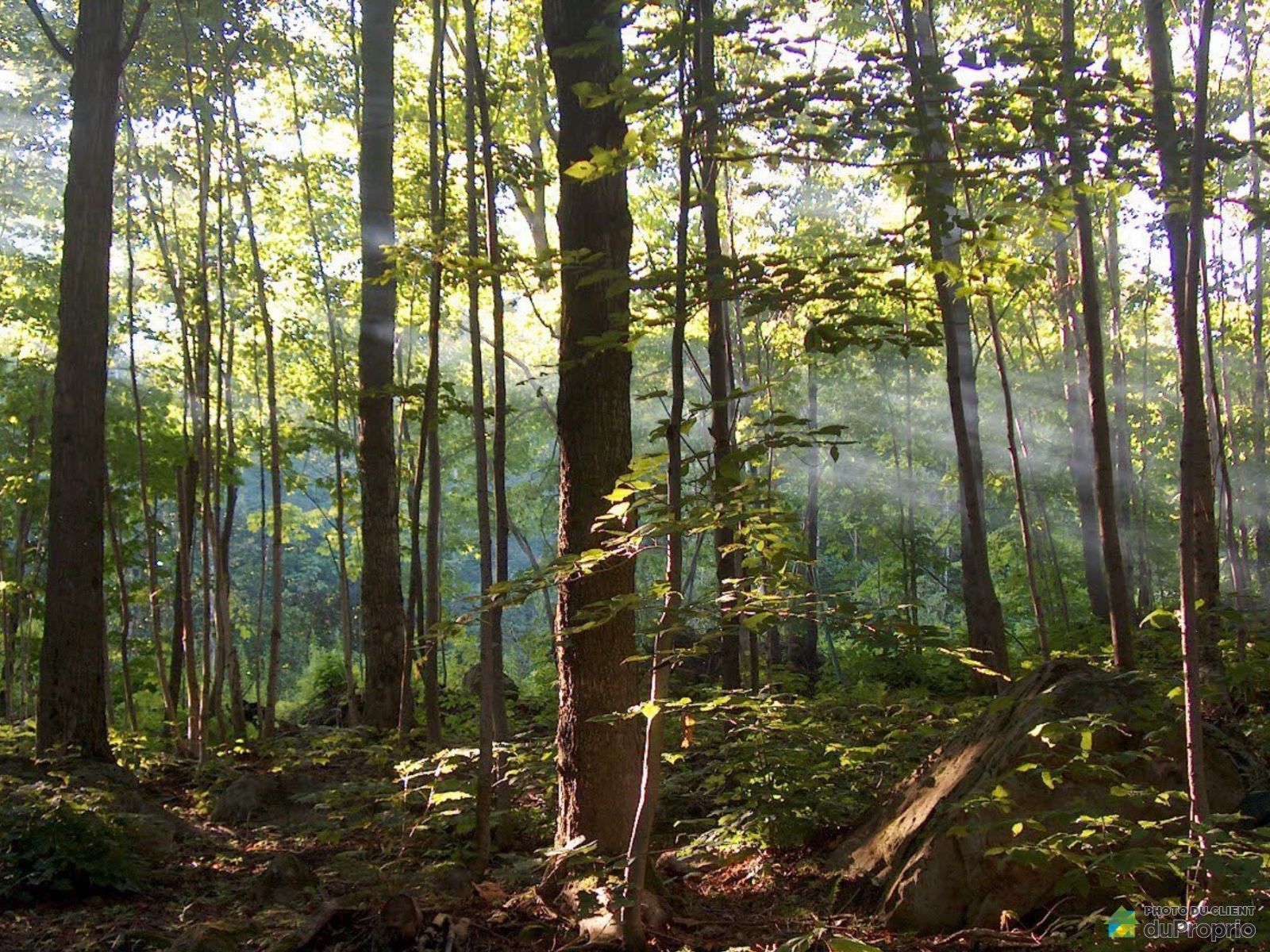 Terrain résidentiel à vendre Eastman 990384