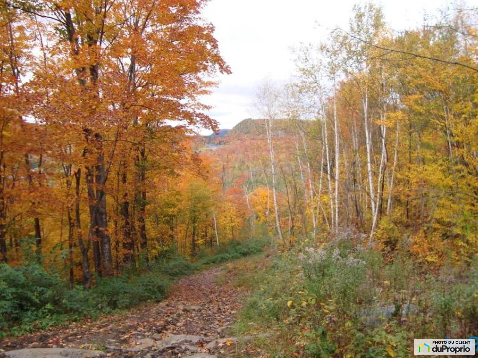 Terre à bois à vendre LacAuxSables 1024490