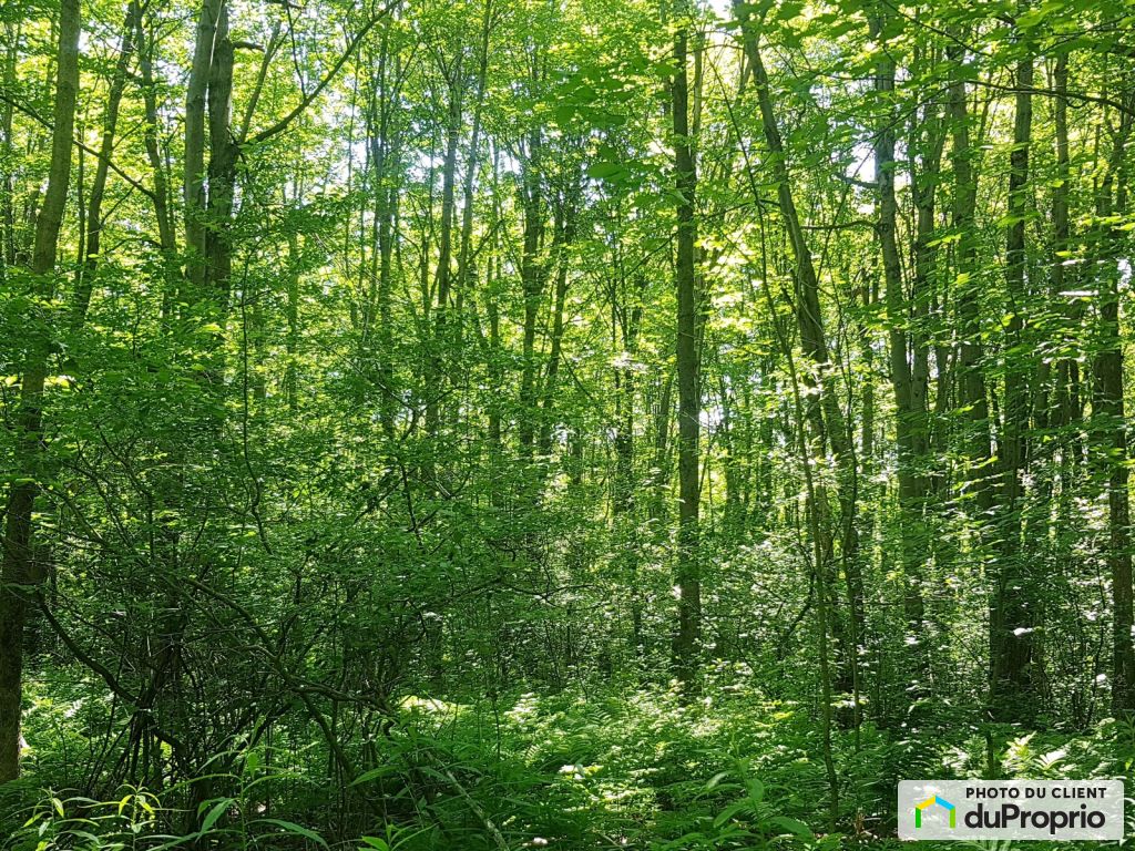 View - Lots Granby wooded land (former maple grove), small forest