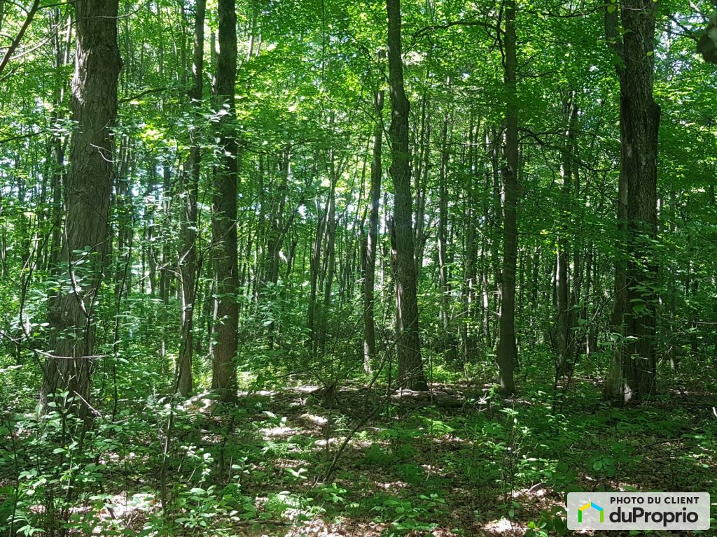 View - Lots Granby wooded land (former maple grove), small forest