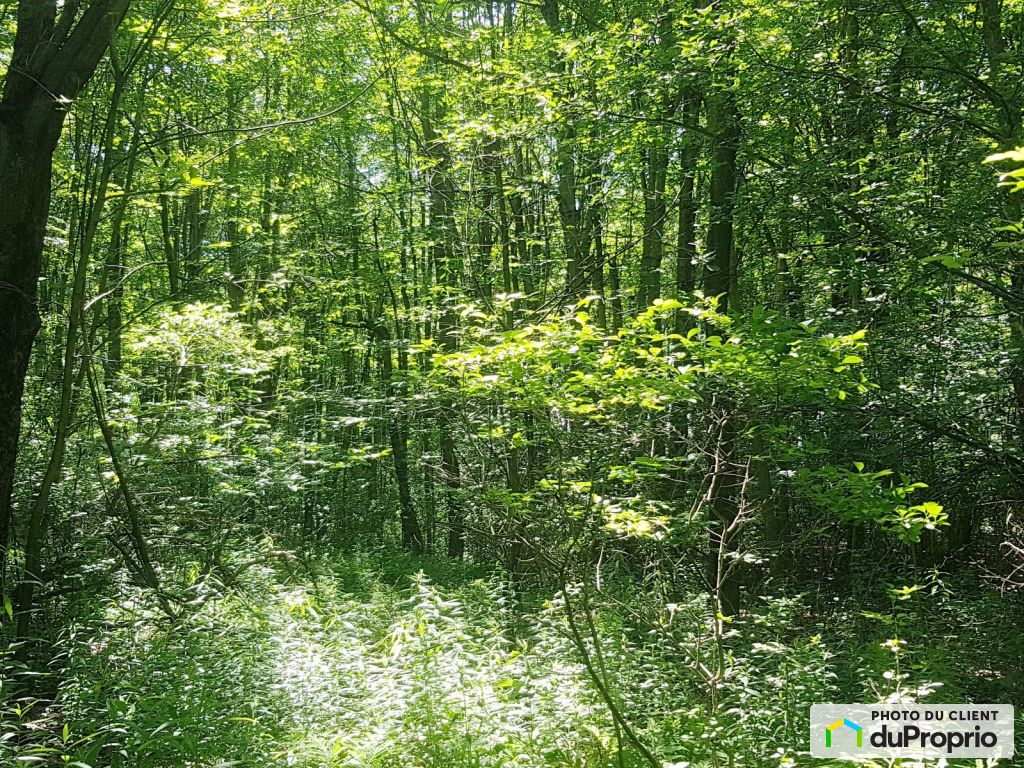 View - Lots Granby wooded land (former maple grove), small forest