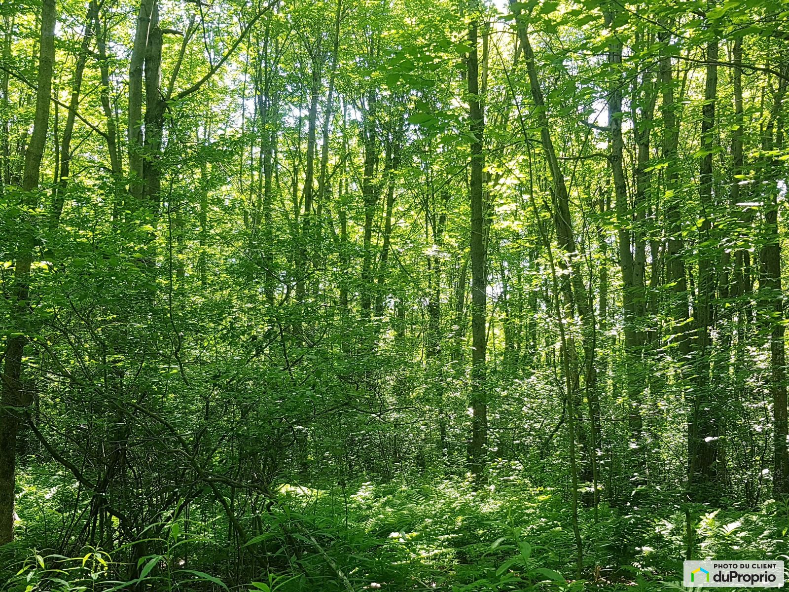 View - Lots Granby wooded land (former maple grove), small forest