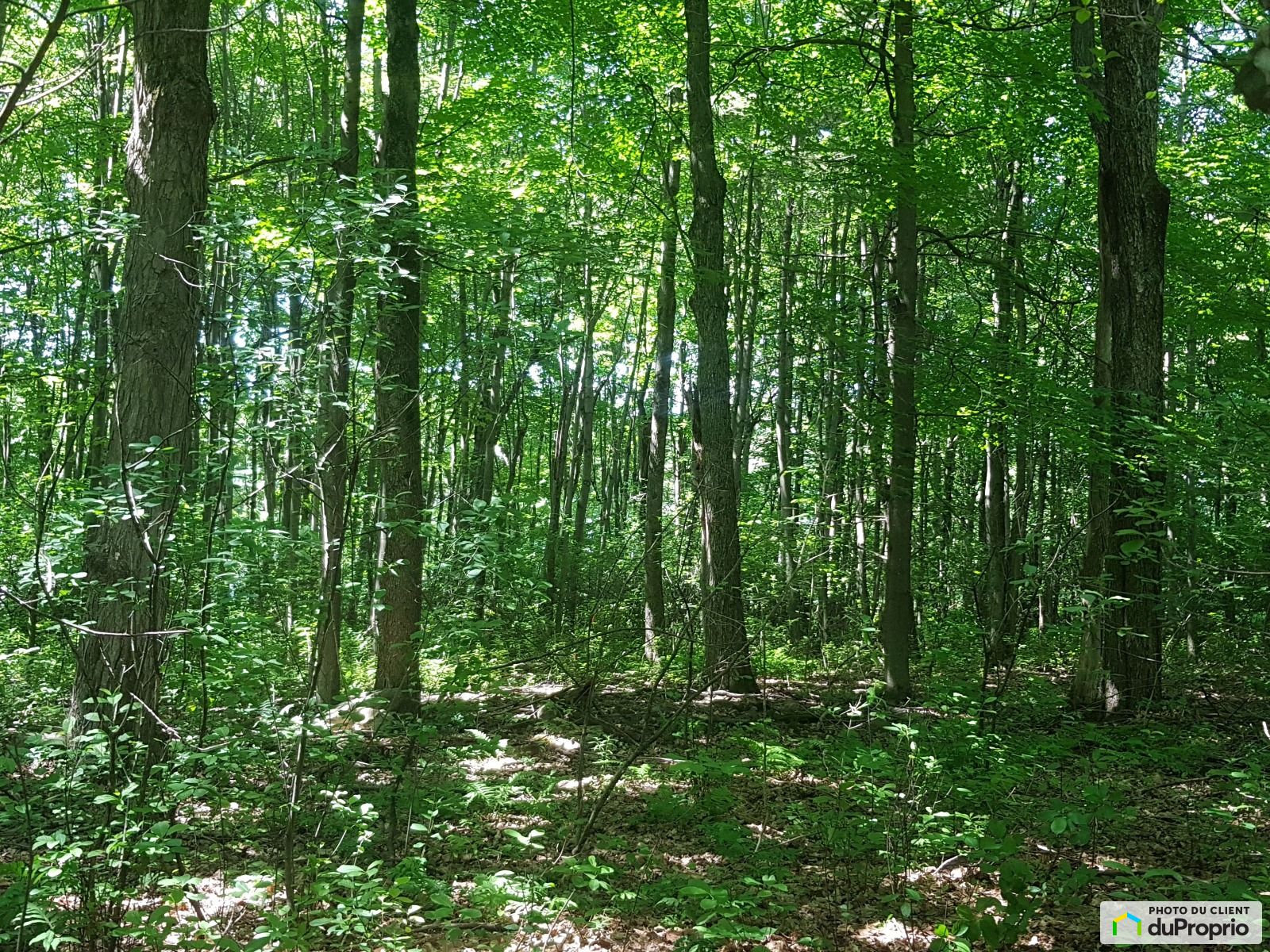 View - Lots Granby wooded land (former maple grove), small forest