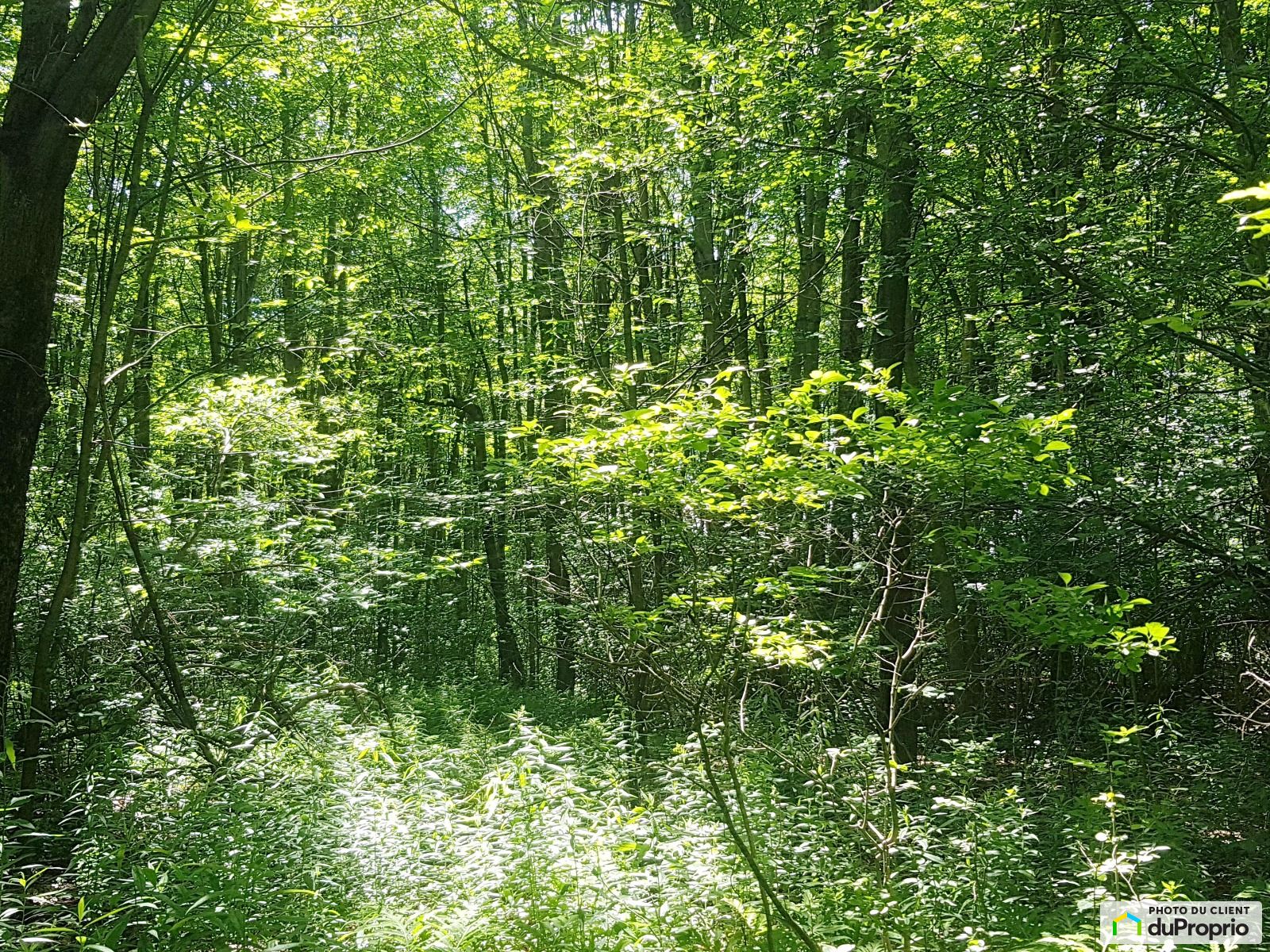 View - Lots Granby wooded land (former maple grove), small forest