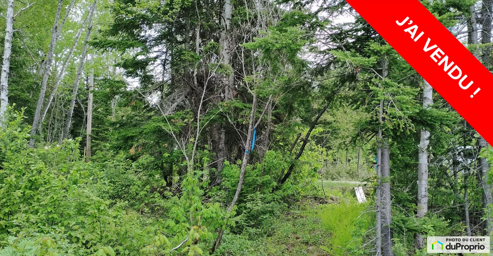 terreaboisstefelicitedelislet160013784021vendu.jpg