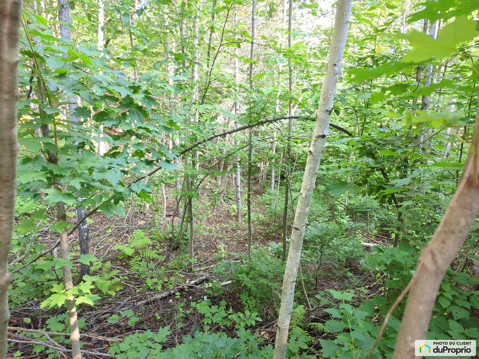 Chemin Du Lac Thomas — photo 3