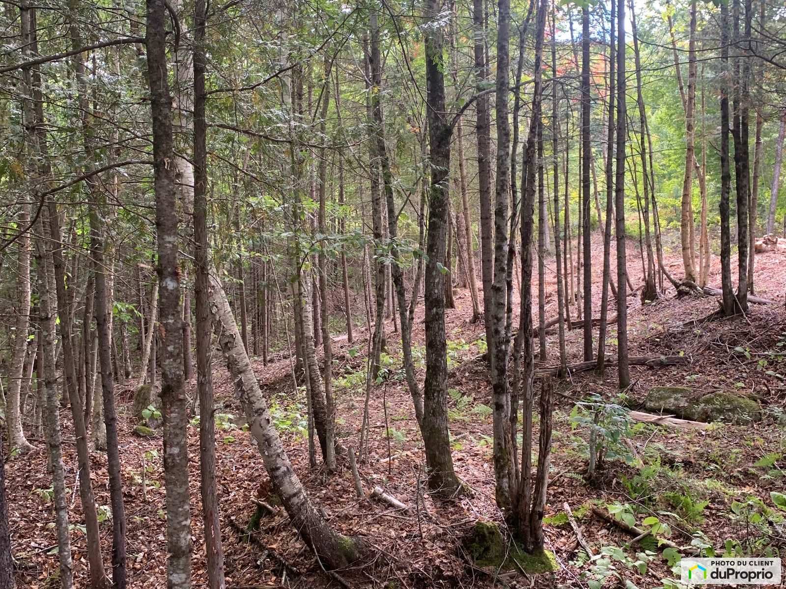 Chemin Du Lac Veillette Sud — photo 3
