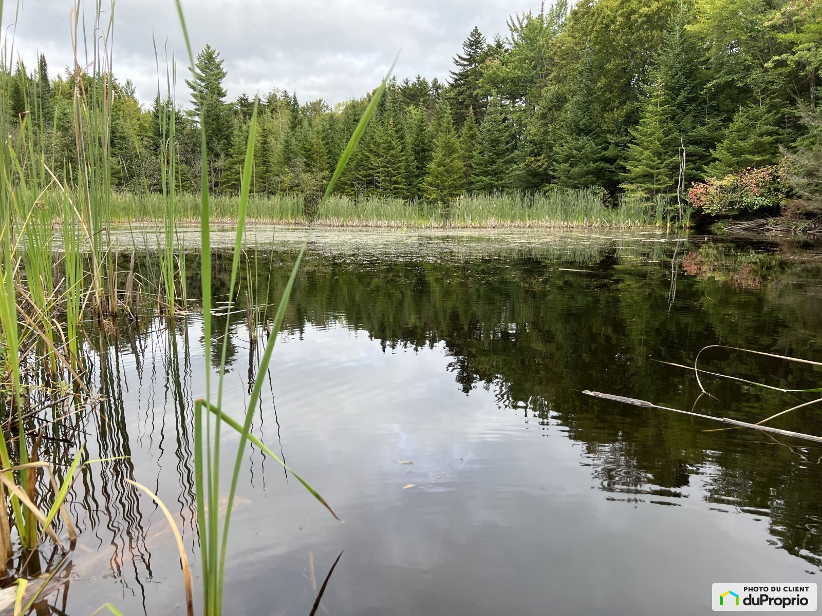 Terre à bois à vendre SaintsMartyrsCanadiens 1055633