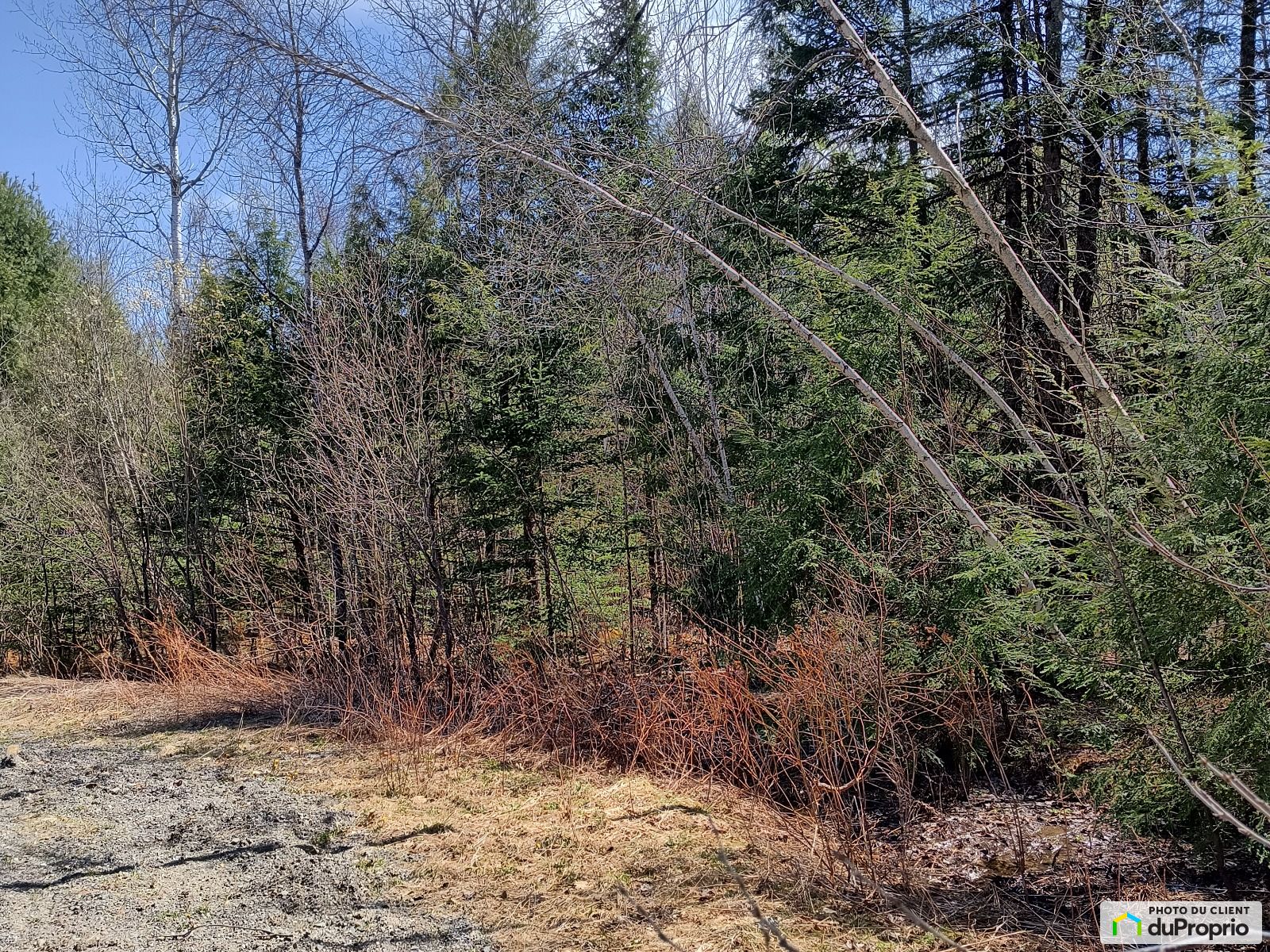 Chemin Des Bouleaux — photo 1