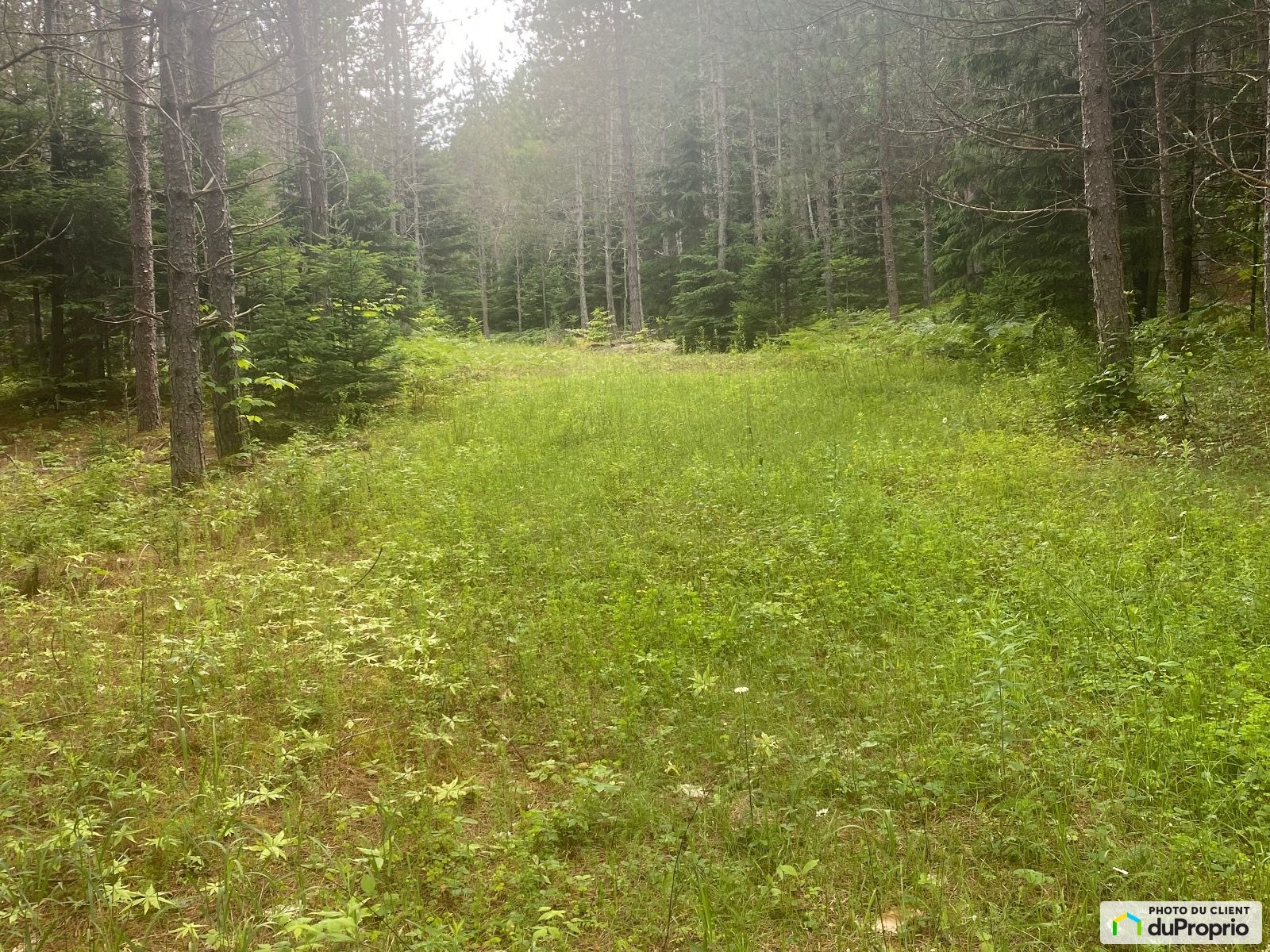 Chemin Sous Les Arbres — photo 1