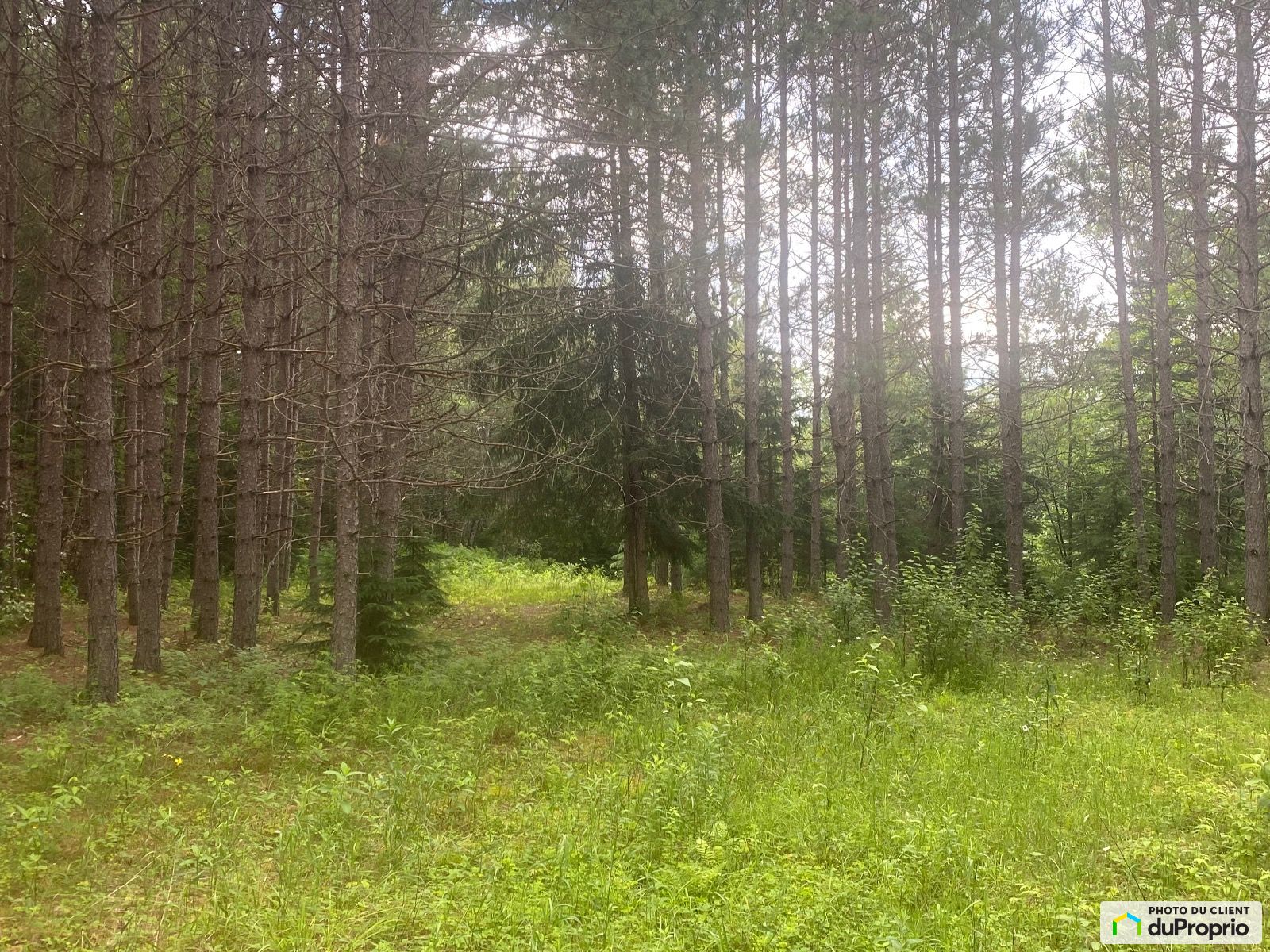 Chemin Sous Les Arbres — photo 2