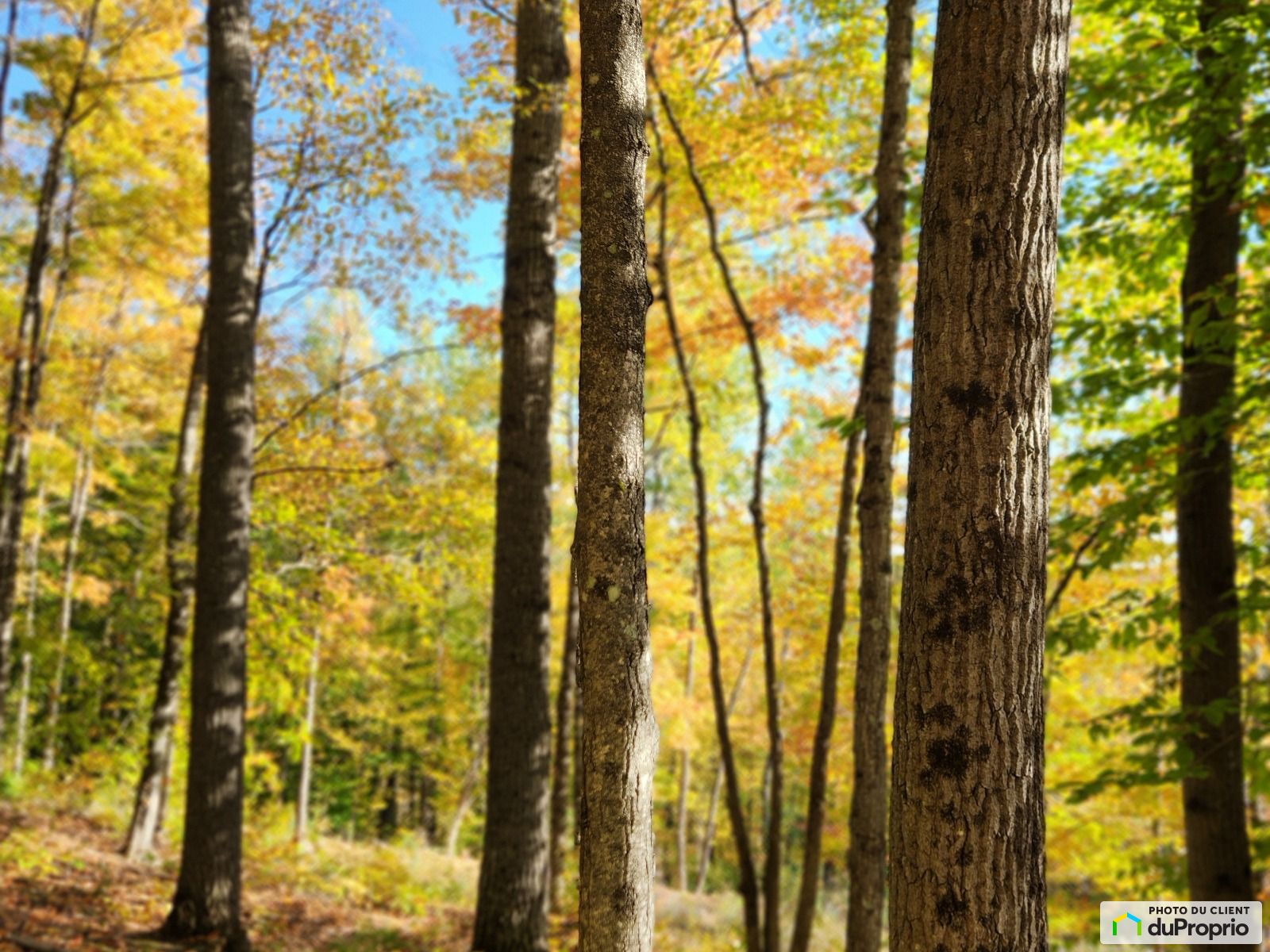 17 Chemin Du Lac Bois Franc — photo 1