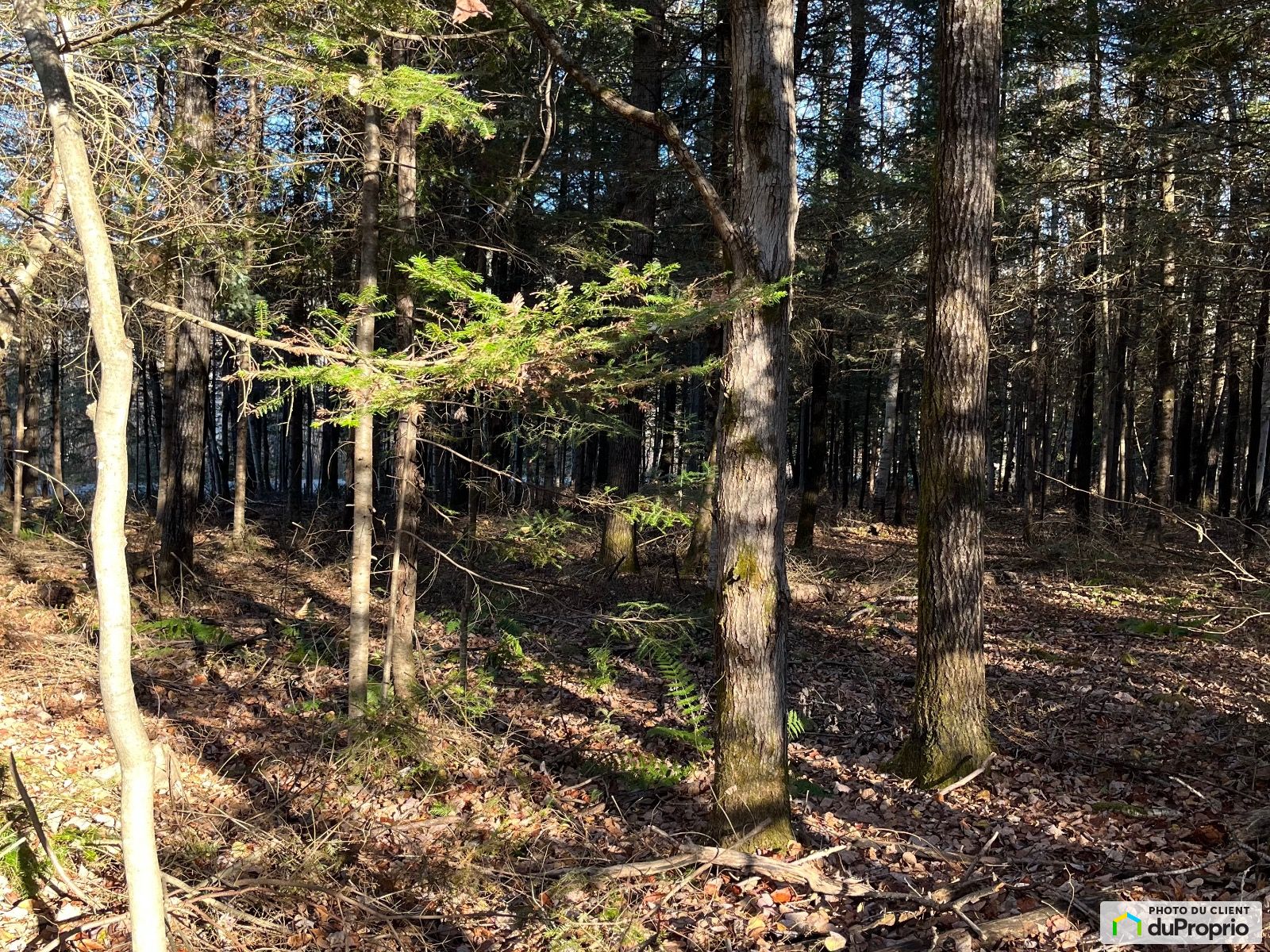 Route Des Ormes — photo 3