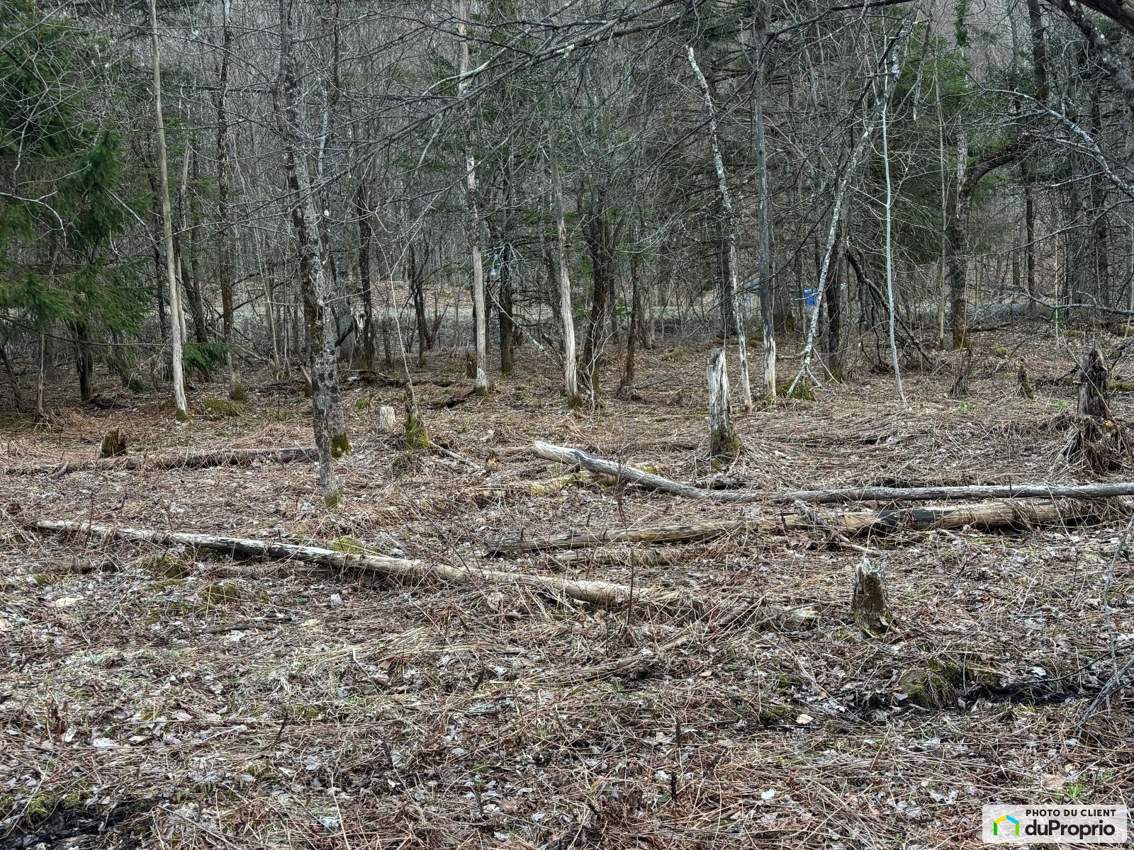 X Chemin Du Mont Shefford — photo 3
